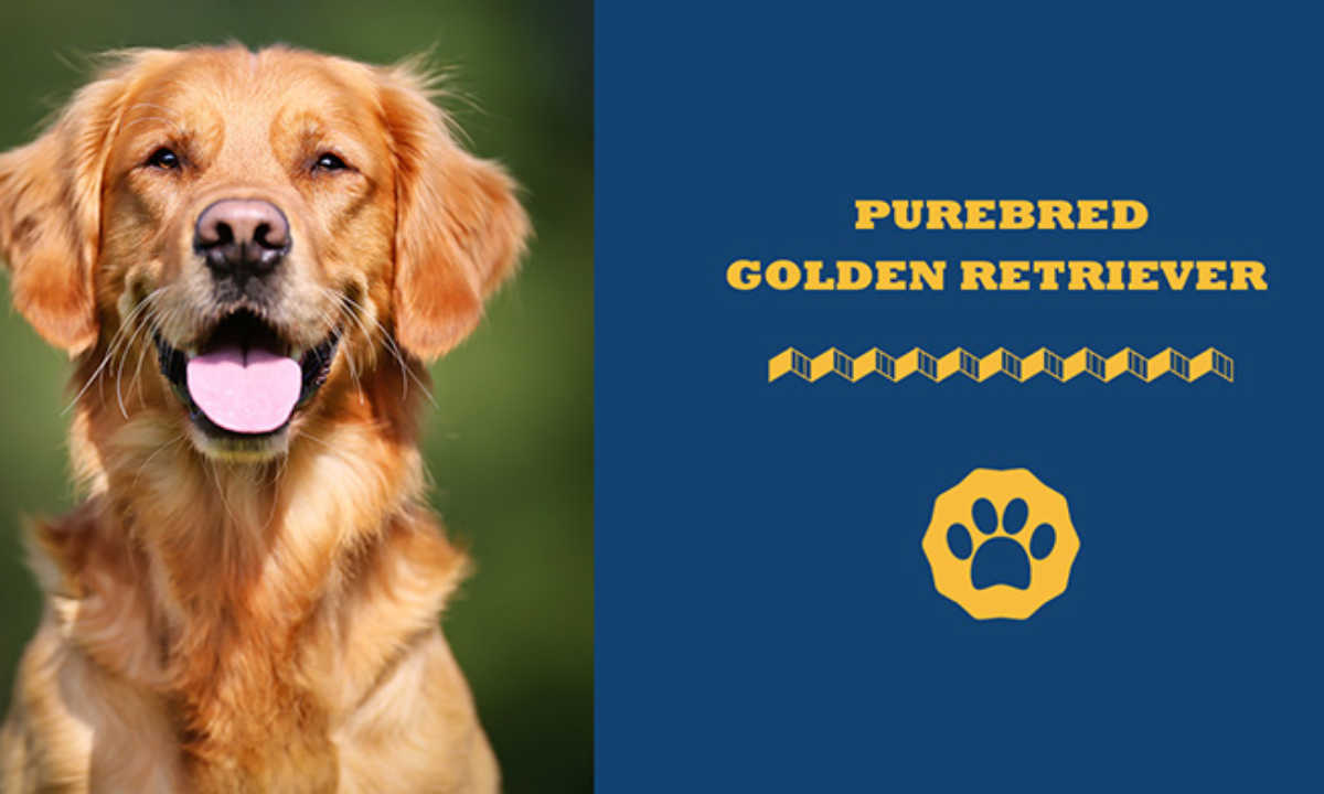 Pedigree golden retriever price best sale