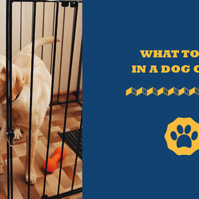 What To Put In Dog Crate What To Avoid Where To Put It