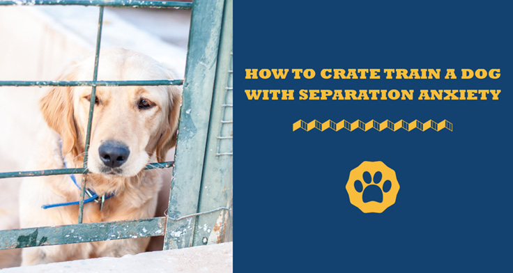 How to kennel train a dog with separation anxiety hotsell