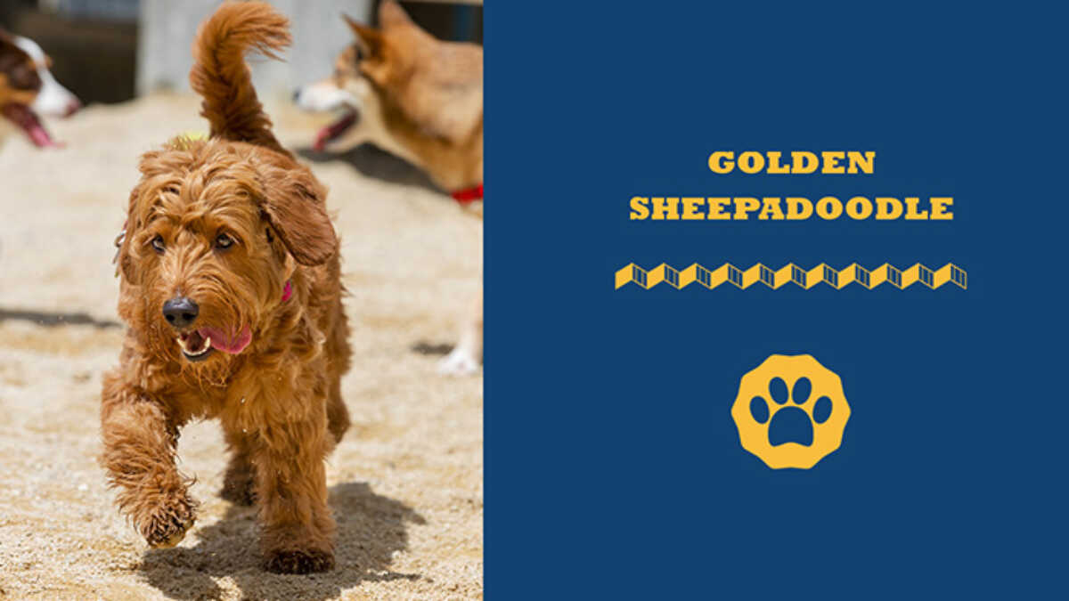 Golden sheepadoodle fashion