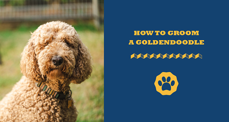 Dog clippers fashion for goldendoodle