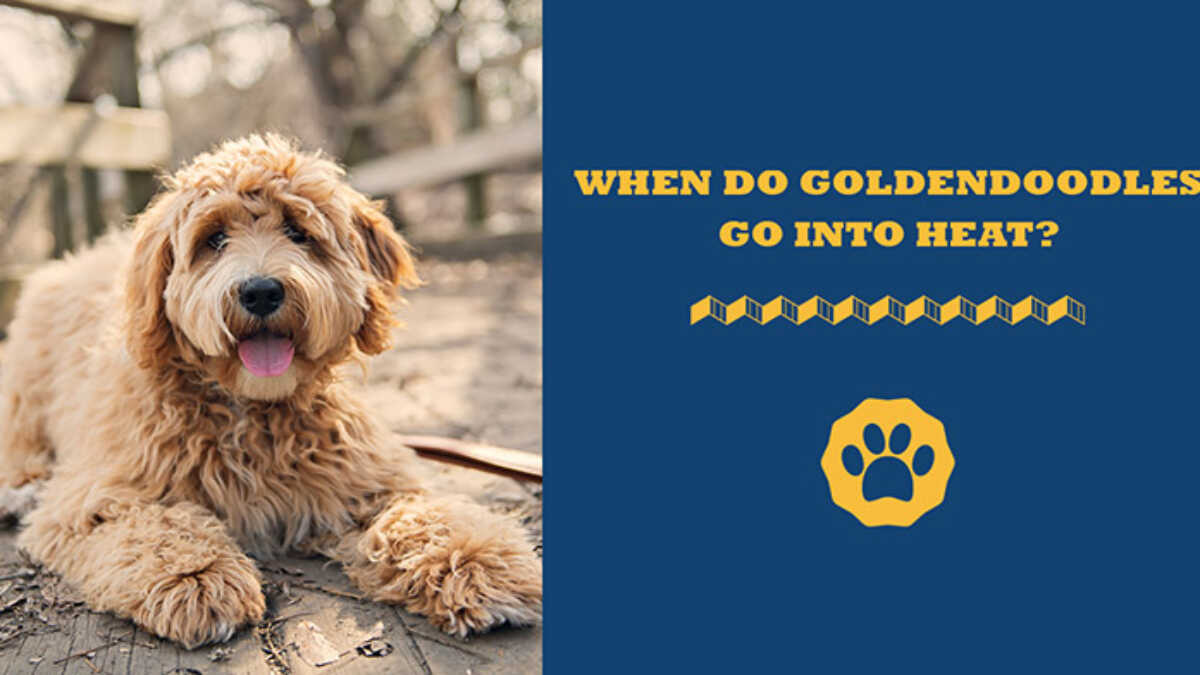 How often fashion do goldendoodles go into heat