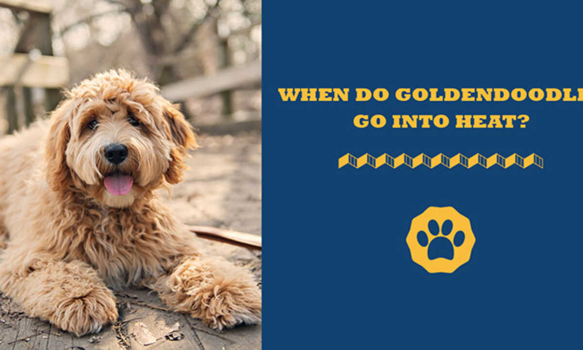 When fashion do goldendoodles go into heat